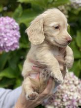 Long haired Cream and Dapple Miniature Dachshund puppies Image eClassifieds4u 3