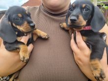 Miniature Dachshund Puppies Ready Now !! Image eClassifieds4u 3