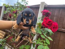Miniature Dachshund Puppies Ready Now !! Image eClassifieds4u 2