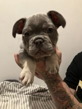 Pedigree KC registered Frenchies READY NOW Image eClassifieds4u 2
