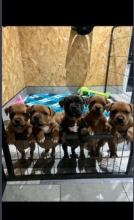 Ready to leave KC Staffordshire Bull Terriers Image eClassifieds4u 3