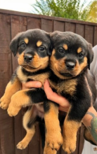 Rottweiler Pups (ready now 3girls left ) Image eClassifieds4u 2