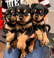 Rottweiler Pups (ready now 3girls left ) Image eClassifieds4u 1