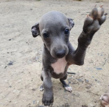Stunning Italian Greyhound KC Reg Pups Image eClassifieds4u 4