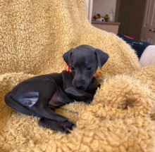 Stunning Italian Greyhound KC Reg Pups Image eClassifieds4u 3