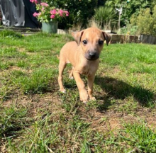 Stunning Italian Greyhound KC Reg Pups Image eClassifieds4u 2