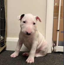 Very small miniature bull terrier puppies Image eClassifieds4u 3