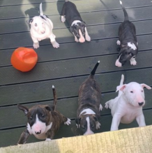 Very small miniature bull terrier puppies Image eClassifieds4u 1