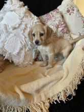 Working C0CKER Spaniel puppies Image eClassifieds4u 2
