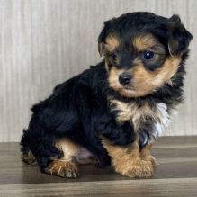 YORKIEPOO puppies for adoption Image eClassifieds4u 1