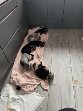 Yorkshire terrier puppies Image eClassifieds4u 3
