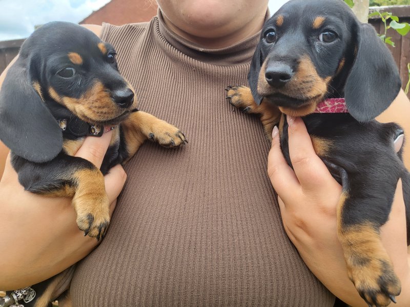 Miniature Dachshund Puppies Ready Now !! Image eClassifieds4u