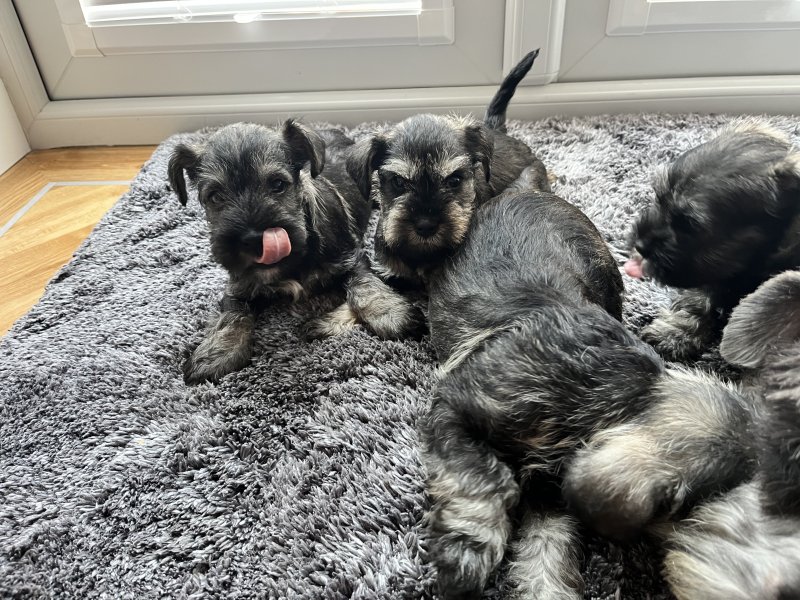 Miniature schnauzer puppies available Image eClassifieds4u