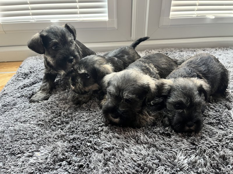 Miniature schnauzer puppies available Image eClassifieds4u