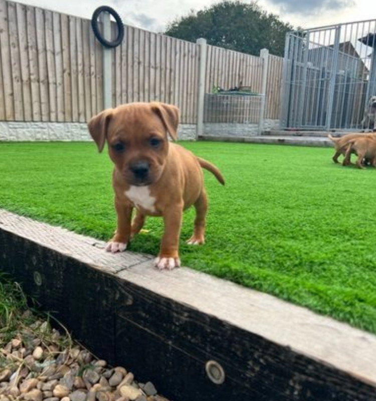 Ready to leave KC Staffordshire Bull Terriers Image eClassifieds4u