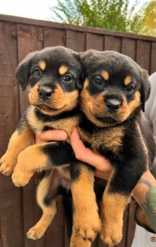 Rottweiler Pups (ready now 3girls left ) Image eClassifieds4u