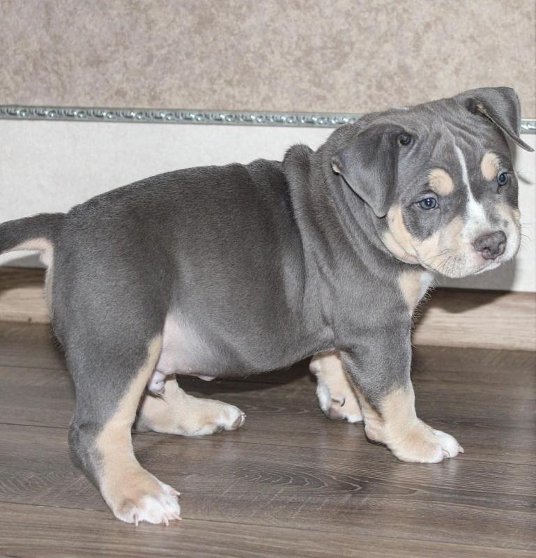 Smart American bully puppies for free adoption Image eClassifieds4u