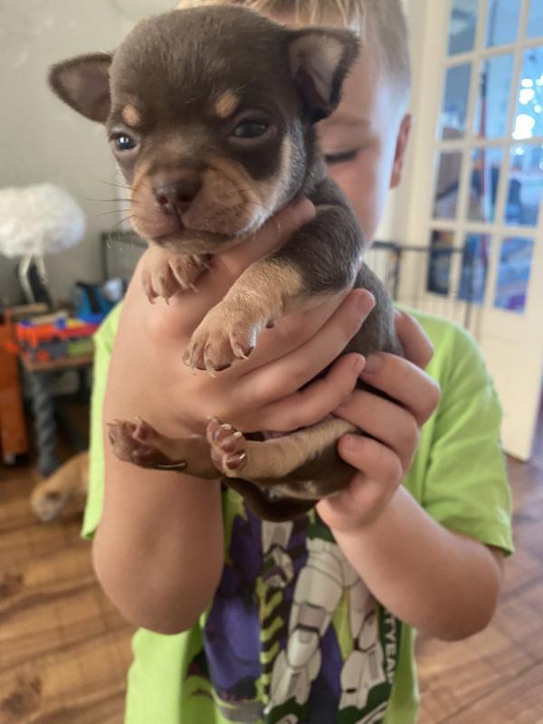 Tiny tea cup Chihuahua Puppies Image eClassifieds4u