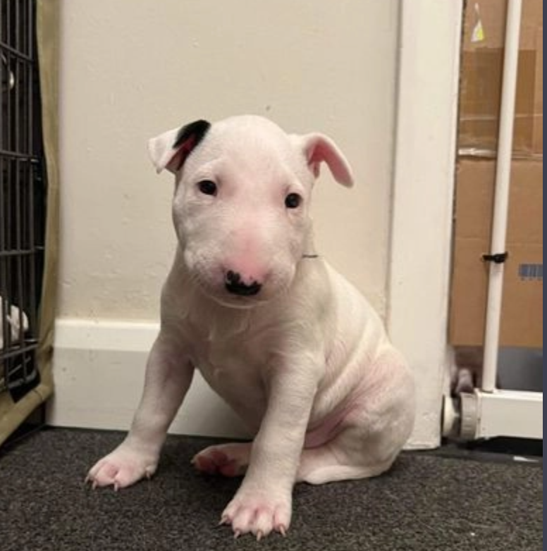 Very small miniature bull terrier puppies Image eClassifieds4u