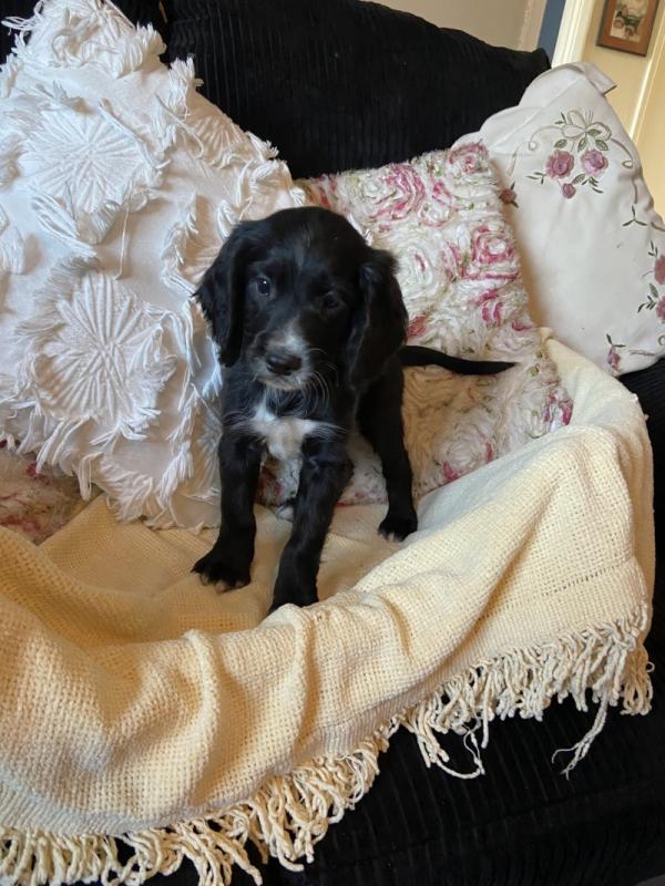 Working C0CKER Spaniel puppies Image eClassifieds4u