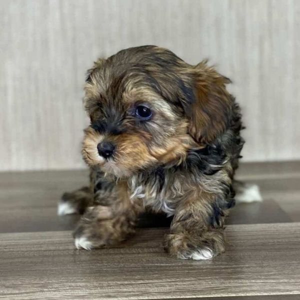 YORKIEPOO puppies for adoption Image eClassifieds4u