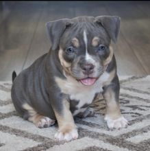 Smart American bully puppies for free adoption
