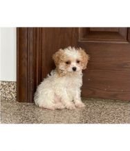 Adorable cavapoo puppies for adoption Image eClassifieds4u 2
