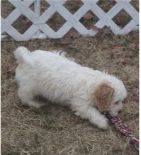 Adorable cavapoo puppies for adoption Image eClassifieds4u 2