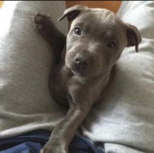 Beautiful American stafford shire puppies for free adoption Image eClassifieds4U