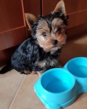 smart teacup yorkie puppies for adoption. Image eClassifieds4u 2