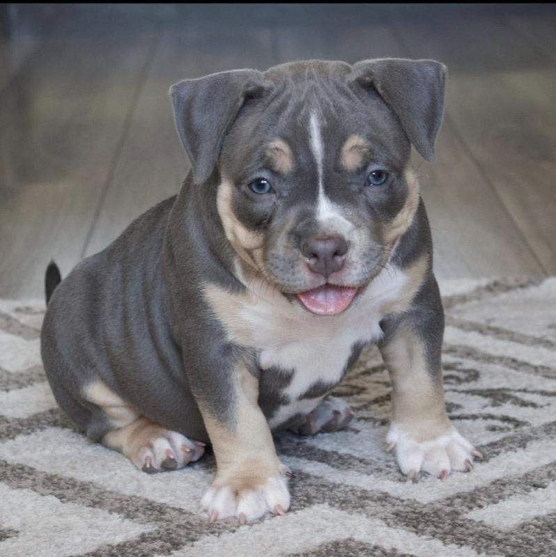 Smart American bully puppies for free adoption Image eClassifieds4u