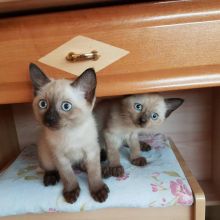 Adorable Siamese kittens male and female