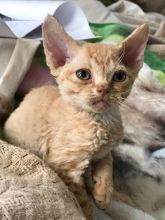 Affectionate Devon Rex kitten 12 weeks available now