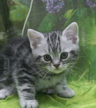 American Shorthair Kittens Available For Loving Homes