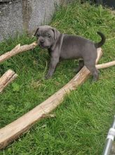 Cute Blue Staffordshire Terrier Bull puppies