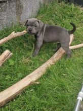 Cute Blue Staffordshire Terrier Bull puppies for new home