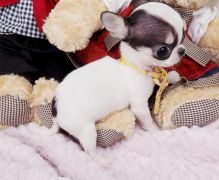 Friendly and lovely chihuahua pups for sale
