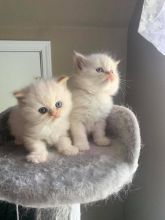 Himalayan kittens available, reserve now