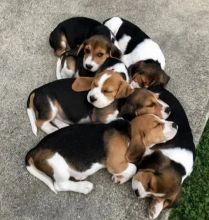 Lovely Beagle Puppies. email me at davidhines537@gmail.com