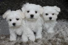 Maltese Puppies ready