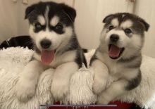 pure bred kc reg Alaskan malamute pups.