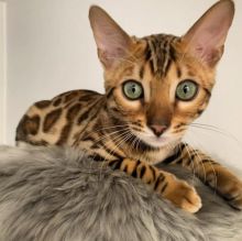 Purebred Bengal Kittens Male and Female Available
