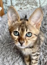Ready Now! Tica registered Top Quality Savannah Kittens