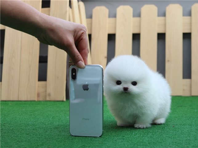 Adorable male and female Pomeranian puppies for sale. email: davidhines537@gmail.com Image eClassifieds4u