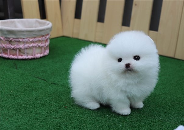 Adorable male and female Pomeranian puppies for sale. email: davidhines537@gmail.com Image eClassifieds4u