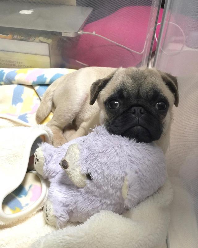 Fine looking pug for free adoption. Image eClassifieds4u