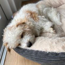 Adorable cavapoo puppies for adoption Image eClassifieds4u 2