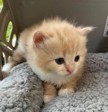 Beautiful Munchkin Kitten Breed Male and Female for Sale Image eClassifieds4U