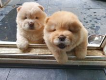 Healthy Vaccinated Chow Chow Puppies Available Image eClassifieds4U