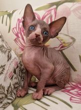 High quality, very soft skin Sphynx kittens for sale Image eClassifieds4U